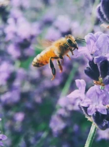 From Canopy to Ground Layer  - Building Soft Landings with Keystone Plants for Pollinators